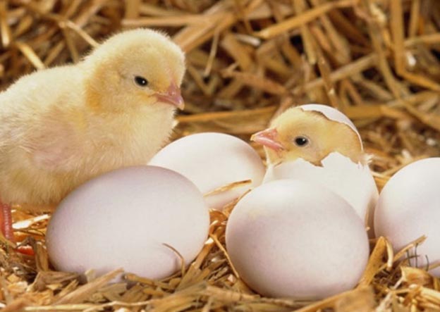 چرا سه روز آخر جوجه کشی اینقد مهم است؟